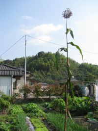canna di zucchero.jpg