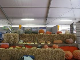 concorso_di_zucca2009_08.JPG