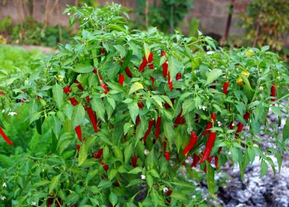 peperoncino.jpg