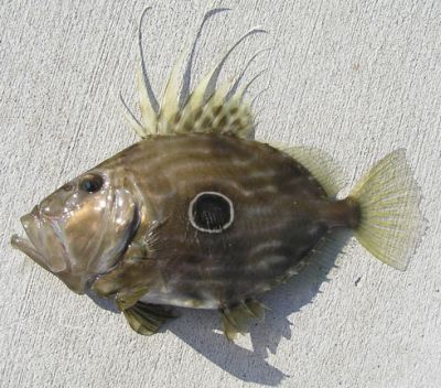 pesce sampietro.jpg