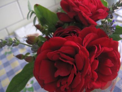 rose_aya.jpg