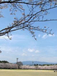 sakura04.jpg