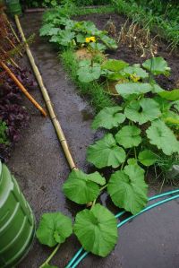 zucca_pioggia02.jpg