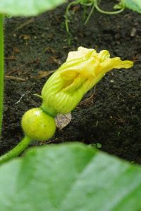 zucca_pioggia03.jpg