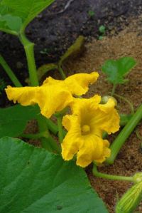 zucca_pioggia04.jpg