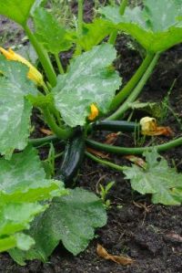 zucca_pioggia05.jpg