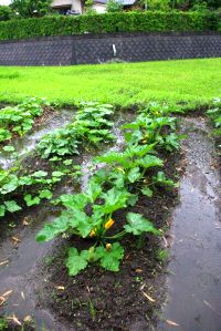 zucca_pioggia06.jpg