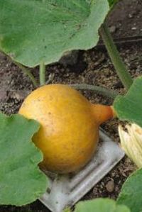 zucca_pioggia27.jpg