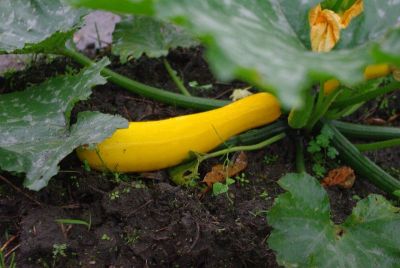 zucca_pioggia09.jpg