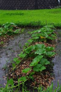 zucca_pioggia10.jpg
