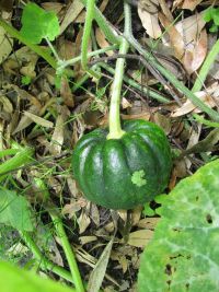 zucca_pioggia21.jpg