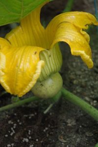 zucca_pioggia28.jpg